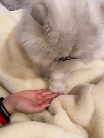 「ふみふみ動画チャレンジ2024」猫ちゃんの癒し動画集結サンコーが選ぶ最強仕草”ふみふみ“の決定版