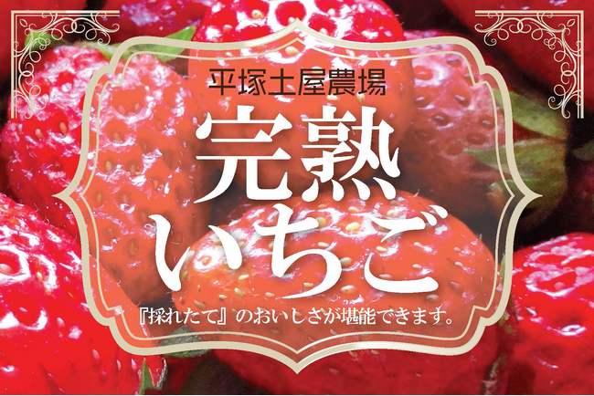 「平塚土屋農場 完熟いちご販売ブース」初出店!!