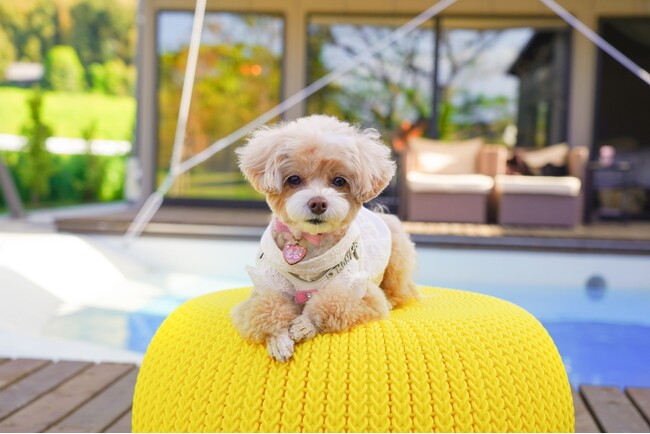 【ペットと泊まれる宿の予約サイト いぬやど‐INUYADO】第13回インターペットに初出展