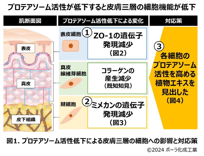 プロテアソーム活性の低下が表皮、皮下組織の状態を悪化させることを発見