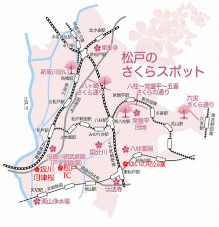 まもなく開花！桜が楽しめる見どころをご紹介 松戸市内4つのさくらの名所で「さくらまつり」も開催