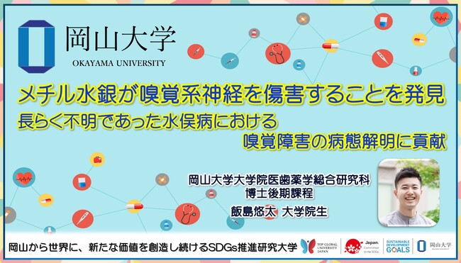 【岡山大学】メチル水銀が嗅覚系神経を傷害することを発見 長らく不明であった水俣病における嗅覚障害の病態解明に貢献