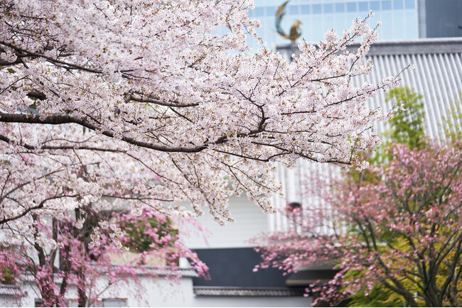 【ホテル雅叙園東京】桜並木の老朽化問題を支援