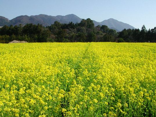 【3/14より】「【千葉県】最大1000万円の研究開発補助金」の申請サポートを開始しました【助成金なう】