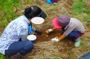 土を掘って種芋を植えます 土を掘って種芋を植えます
