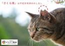 さくらねこ 知っていますか?(1) 写真提供:どうぶつ基金 さくらねこ 知っていますか?(1) 写真提供:どうぶつ基金