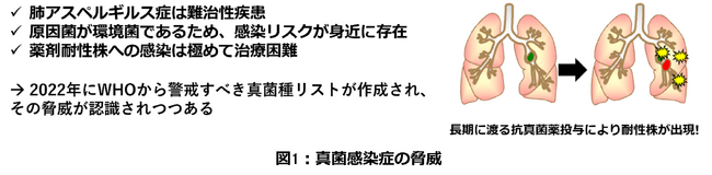 病原真菌「アスペルギルスフミガタス」の薬剤耐性化リスク系統の解明　カビによる難治性疾患の新たな治療戦略に向けて