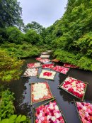 約5千輪のシャクヤクの花筏(5月開催予定) 約5千輪のシャクヤクの花筏(5月開催予定)