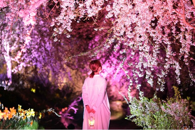 【広島／世羅】世羅高原農場《さくら祭り》　2日限りの夜桜ライトアップ開催