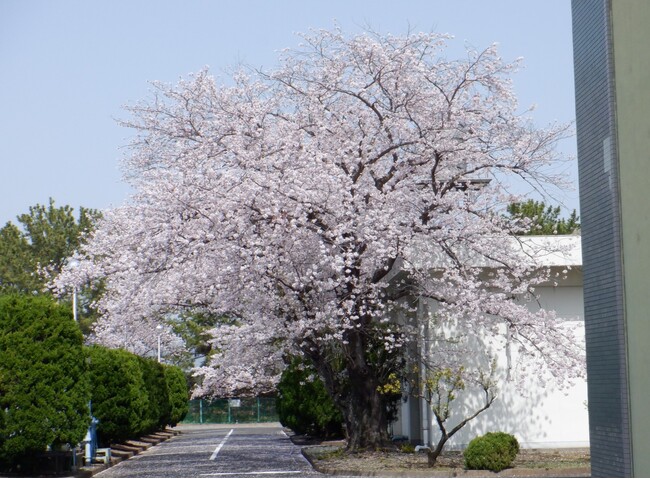 【小田原市】「おだわら下水道桜まつり」初開催！
