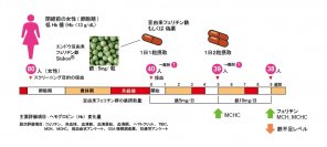 豆由来フェリチン鉄で隠れ貧血にも期待！！関西福祉科学大学と順天堂大学の研究グループが豆由来フェリチン鉄による月経後の鉄不足状態からの回復効果を臨床研究で証明、ヘモグロビン値に限らず血中フェリチンも回復