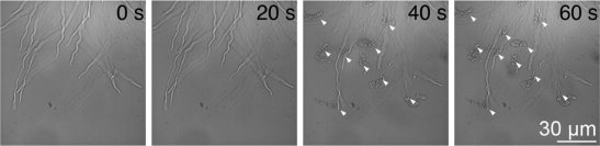 植物の精細胞放出を制御する簡便な方法を開発