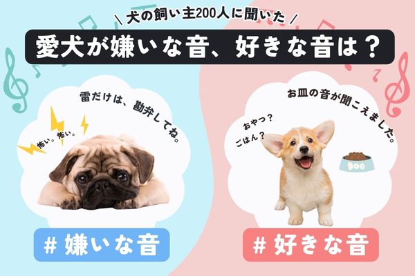 犬が嫌いな音は何？！好きな音・嫌いな音ランキング【飼い主200人アンケート】