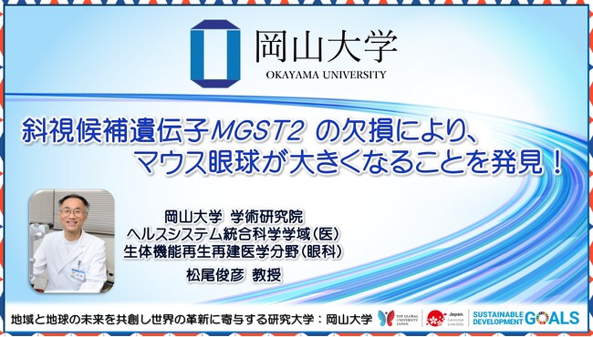 【岡山大学】斜視候補遺伝子MGST2の欠損により、マウス眼球が大きくなることを発見!