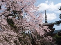 醍醐の花見で有名な世界文化遺産 醍醐寺で特別拝観を開催　期間中は様々な法要や特別拝観イベントを実施