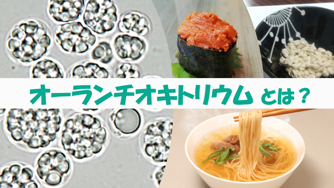 研究者に聞く！ユーグレナ社の新素材「オーランチオキトリウム」とは？DHAが豊富で魚介風味が特徴 プラントベースのシーフード代替としても期待