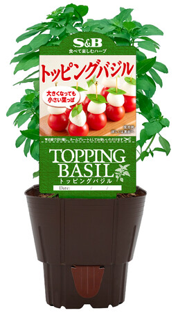 「S&Bハーブ苗」前年同期比140％※の受注数！「トッピングバジル」４月１日新発売
