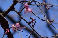 六義園の大きなしだれ桜が本日(3/18)開花しました!