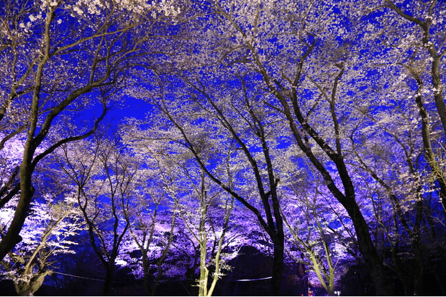 【チケット残りわずか】豪華アーティスト集結！夜桜のもとで野外ライブ（千葉県佐倉市）