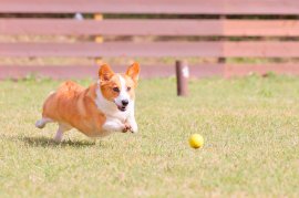 ドッグラン付きグランピングでお花見&バーベキュー ドッグラン付きグランピングでお花見&バーベキュー