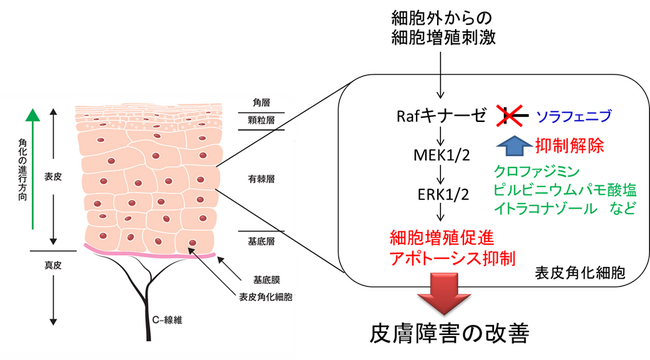 分子標的型抗がん剤による皮膚障害のメカニズムの一端を解明