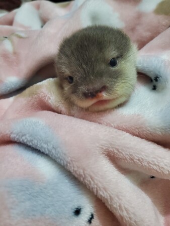 コツメカワウソの「いろは」が伊豆シャボテン動物公園に引っ越します