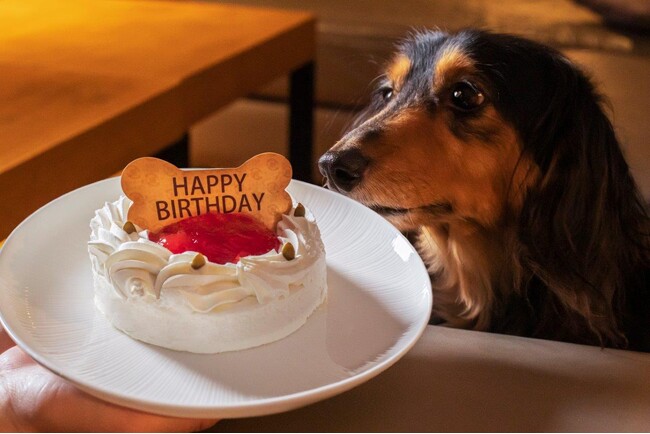 【洞爺湖温泉/乃の風リゾート】大切なワンちゃんと一緒に洞爺で思い出のひと時を♪