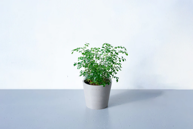 春のフレッシュな気分にぴったりの観葉植物「シマトネリコ」が、数量限定で50%OFF！アンドプランツ「シマトネリコ50%OFFセール」3月20日より開催