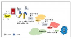【岡山理科大学】不安は遺伝子の「オン」「オフ」スイッチにより引き起こされる