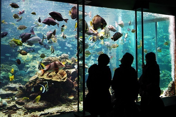 【JAF和歌山】串本海中公園で使用できるアプリクーポンを配信しました！