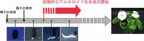 代謝における細胞分化の役割に迫る