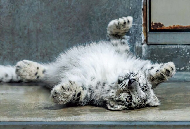 【かわいすぎる幼獣】ユキヒョウ「ヒメル」1歳に 写真集『ほぼねこ』いしかわ動物園コラボ 来園者プレゼントも｜北陸応援