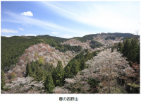 （ご参考）吉野山の桜開花期間に合わせて臨時列車を運行します！