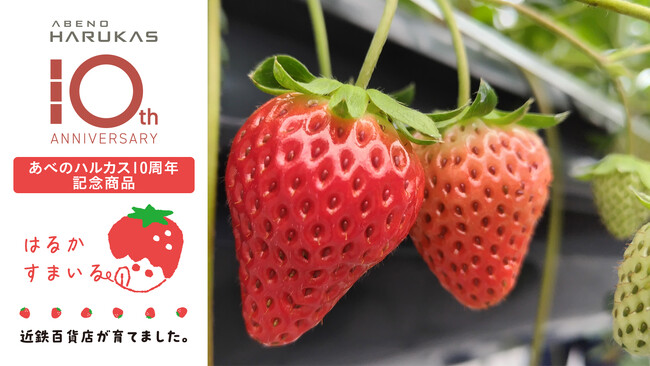 【関西地方限定】あべのハルカス開業10周年記念　近鉄百貨店の自社農場で栽培したいちご『はるかすまいる』を発売