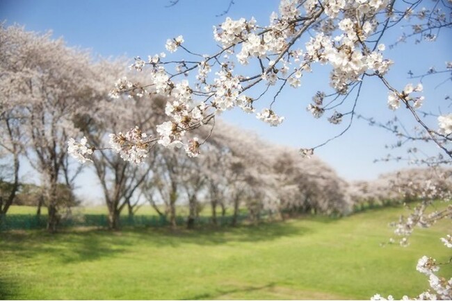 桜前線速報！お花見の季節がやってくる！お花見について大調査！【1000人アンケート】