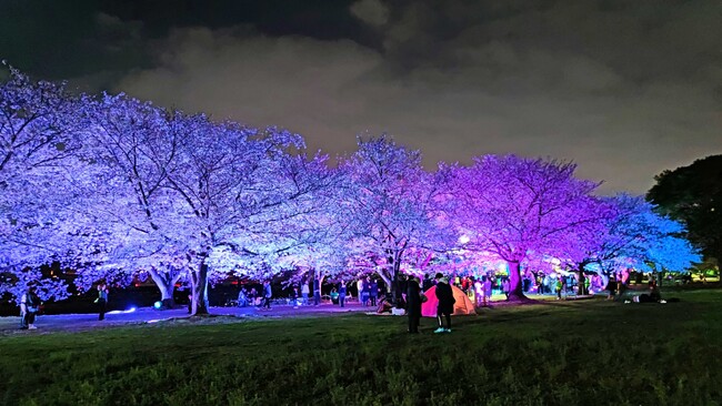 【神奈川県寒川町】「さむかわ桜まつり2024」を開催します
