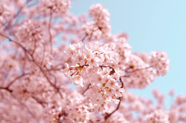 ZEN PLACE | 「高輪 桜まつり2024」春空の下で心と体を整える「SAKURA morning YOGA」を桜が見頃を迎える2024年3月30日（土）・31日（日）9:00~10:00に実施