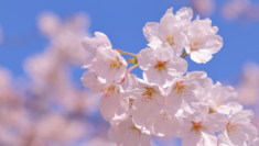 お花見についての意識調査