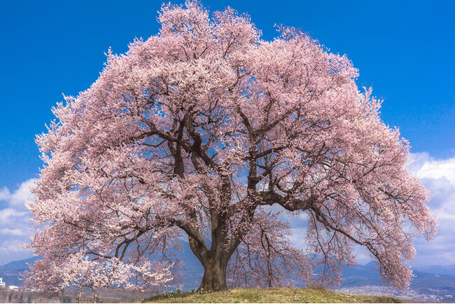 2024年春「お花見」で気になること2位は「寒さ」！1位は何？お花見に