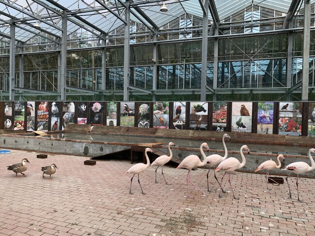 富士花鳥園：春休み2024特別イベント「南の鳥ふれあいエリア3月23日（土）リニューアルオープン」！