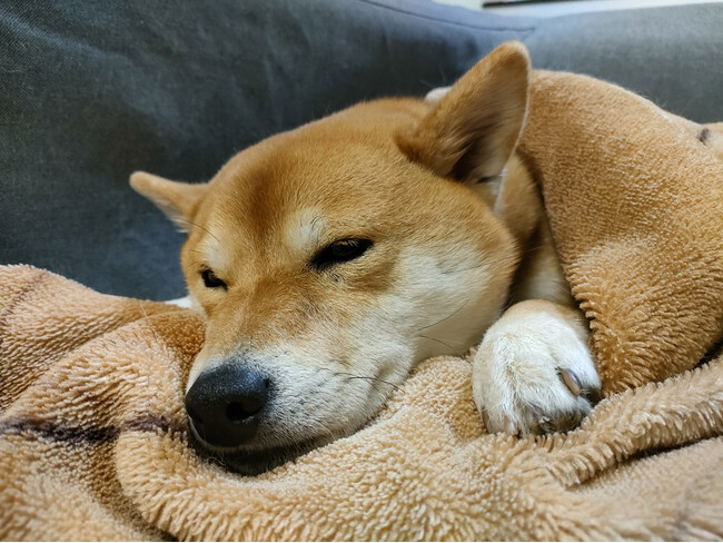 「犬」を飼っている人が”飼っていて大変なこと”の2位「医療費の負担」、1位は？月にかかる金額には差が見られる結果に