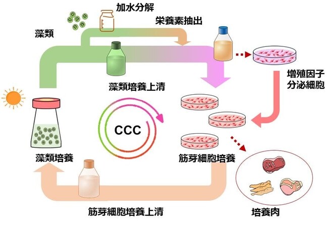 カルネット コンソーシアム、「日本初の培養肉製造ライン」の整備方針について検討、東京女子医大 清水教授も交えて細胞農業の基礎研究から事業化までの取り組みを議論