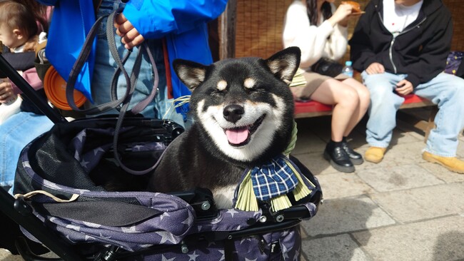 【ご予約受付中】愛犬と一緒にバスツアー！人気の淡路島から福井や岡山など豊富なラインナップ