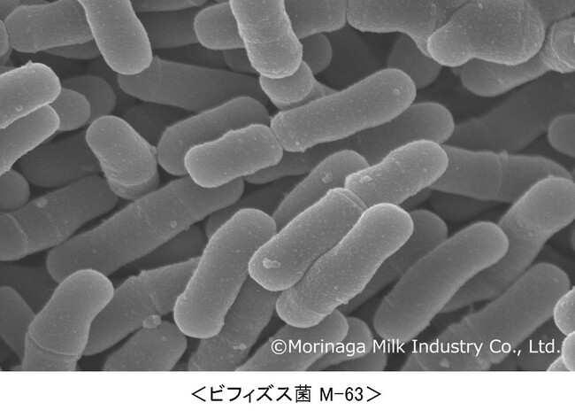 森永乳業の『ビフィズス菌BB536/M-16V/M-63』3菌株の組合せが、ブラジル「ANVISA」より使用承認を取得～ヘルスクレームとして「胃・腸」のケアに関する表示承認も取得～