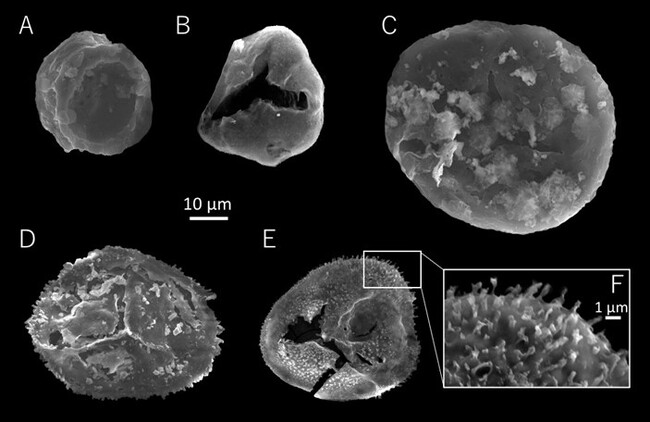 岩手県から日本最古の植物化石を発見