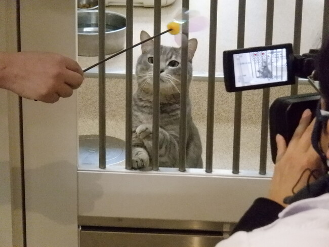 令和6年度動物愛護センター譲渡推進プロジェクト業務の委託事業者を募集します