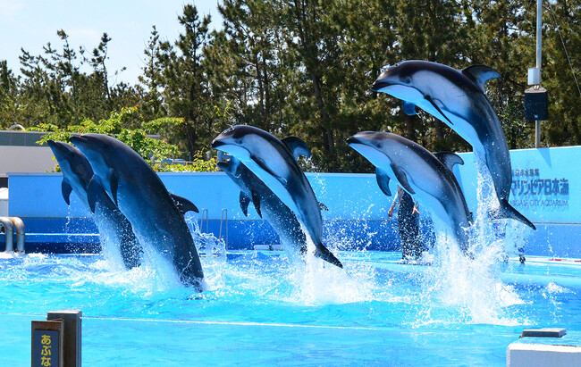 【JAF新潟】新潟市水族館マリンピア日本海でJAF会員向け特別優待を実施します