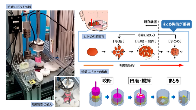 世界初！咀嚼ロボットを開発　ヒトの咀嚼の仕組みを再現し、食品の評価に活用