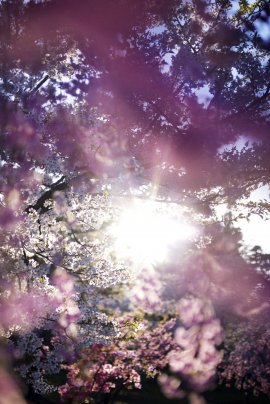 蜷川実花《花、瞬く光》2022年 (c)mika ninagawa, Courtesy of Tomio Koyama Gallery