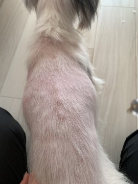 皮膚病の犬の背中(本品摂取前) 皮膚病の犬の背中(本品摂取前)